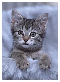 [Bild: attachment.php?attachmentid=21194&stc=1&d=1163879937]