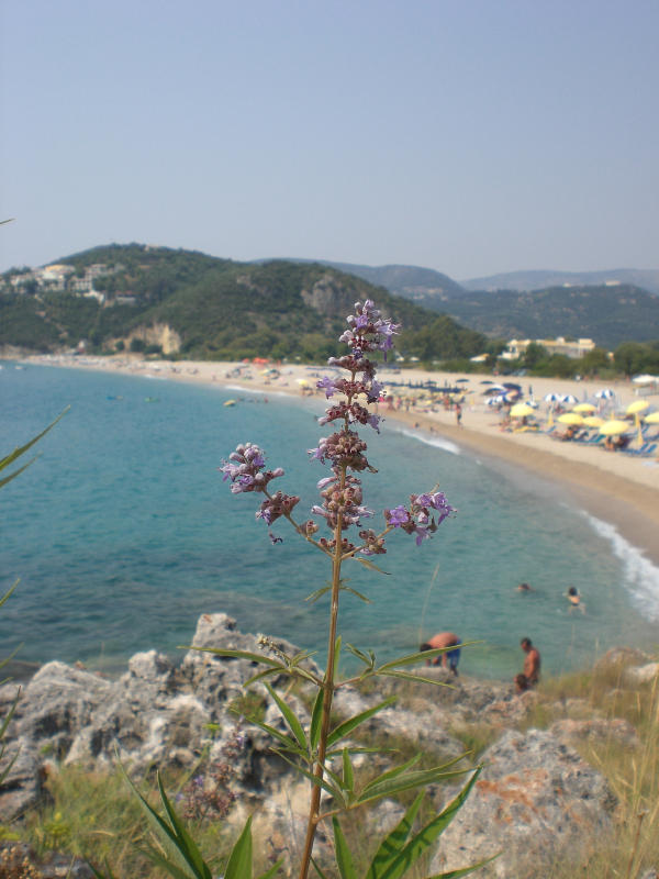 [Bild: attachment.php?attachmentid=33304&d=1188747031]