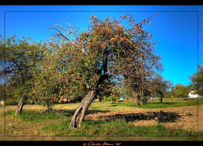 [Bild: attachment.php?attachmentid=38852&stc=1&d=1202415616]