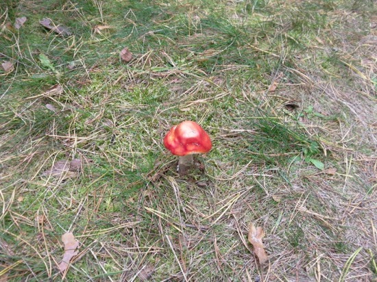 [Bild: attachment.php?attachmentid=59863&stc=1&d=1256302094]