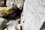 [Bild: vorarlberg_0019_nef_thumb.jpg]