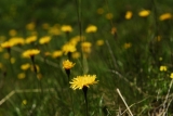 [Bild: vorarlberg_0154_nef_thumb.jpg]