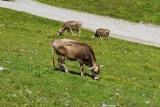 [Bild: vorarlberg_0222_nef_thumb.jpg]