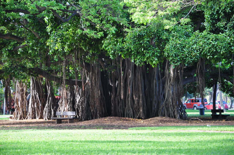 [Bild: dsc_06808_r50_neben_banyan_tree_auf_oahu_min.jpg]