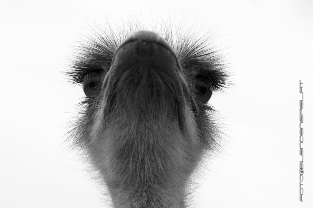 [Bild: zu_ostern_steck_den_kopf_in_den_sand_0016.jpg]
