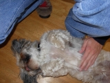 [Bild: 06_turmhund_1_thumb.jpg]
