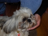 [Bild: 07_turmhund_2_thumb.jpg]