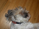 [Bild: 08_turmhund_3_thumb.jpg]