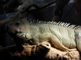 [Bild: 10_leguan_thumb.jpg]