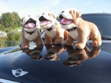 [Bild: 16_bulldog_spiegelung_thumb.jpg]