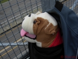 [Bild: us_bulldogs_15_thumb.jpg]