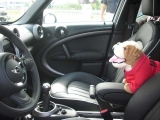 Bulldogs