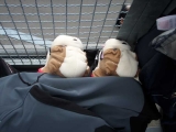 Bulldogs