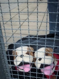 Bulldogs