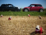 Bulldogs
