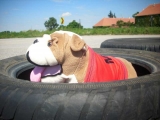 Bulldogs