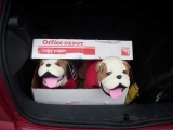 Bulldogs