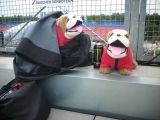 Bulldogs