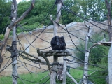 Leipzig Zoo 21.06.09