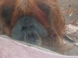 Leipzig Zoo 21.06.09