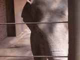 Leipzig Zoo 21.06.09