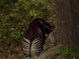 Leipzig Zoo 21.06.09
