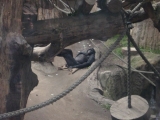 Leipzig Zoo 21.06.09
