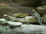 Leipzig Zoo 21.06.09