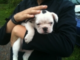 Dicke Frida 2