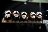 Ganz Viele Bulldoggen!