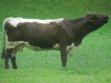 Zurück In Mittersill :-)