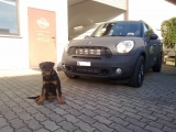 Folierung Mini Countryman S In Schwarz-supermatt / Black-carbon