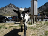 Crossing Alps 2011