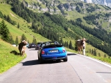 Crossing Alps 2011