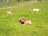 Crossing Alps 2011