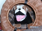 Poldi Im Katzenkorb