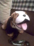 Berta The Mini Bulldog