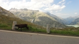 Crossing Alps
