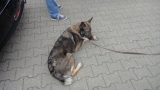 Schubbern 28.08.2010