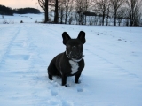 Mein Kleiner Freund