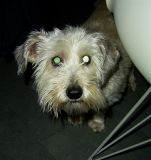 Drogenhund!