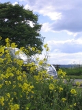 Rapsfeld 2