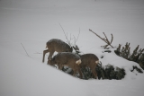 Rehe Im Garten