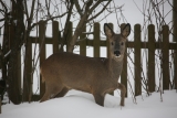 Rehe Im Garten