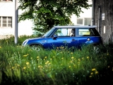 Susi Im Gras