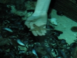 SeaLife