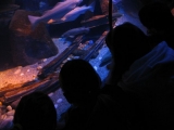 SeaLife