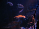 SeaLife