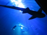 SeaLife