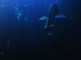SeaLife